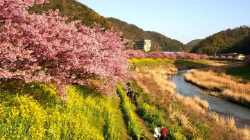 春伊豆 南と河津でさくら祭りスタート 2月10日~3月10日