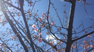 🌸河津桜とサーフトリップ